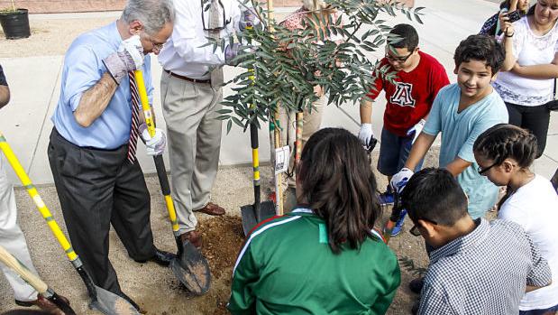 Steller column: Opposing forces planting trees in Tucson, denuding them